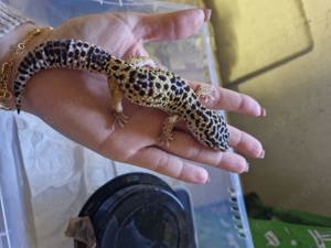 Leopardgecko Weibchen 0.1