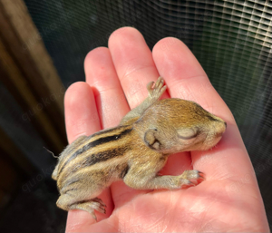 Chinesische Baumstreifenhörnchen