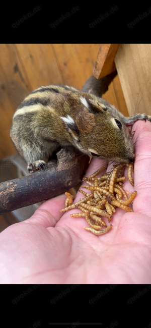 Chinesische Baumstreifenhörnchen