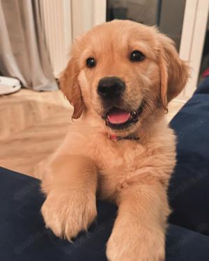 Golden retriever 