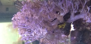 Meerwasseraquarium 150 Liter Bild 3