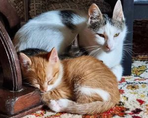 Verliebst du dich in Katze Curuba?