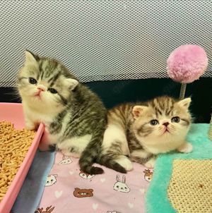 Exotic Shorthair Kitten (männlich): Fibie und Ferrero suchen neue Familie