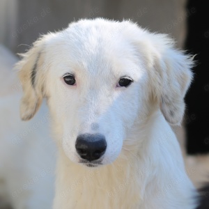 Ginger, geb. ca. 05 2022, lebt in GRIECHENLAND, im städt. Tierheim Serres