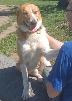 Buddy - hofft auf ein Happy-Home  Bild 9