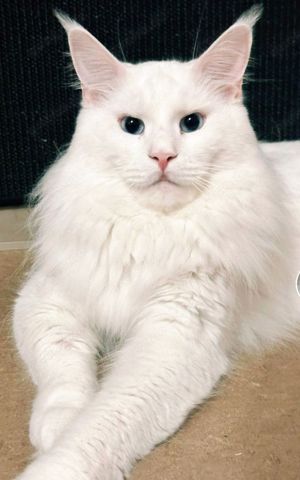 XXL DECKKATER Schnee-Weißer Löwe Maine Coon Hell-Blaue Augen wie Champion MaineCoon