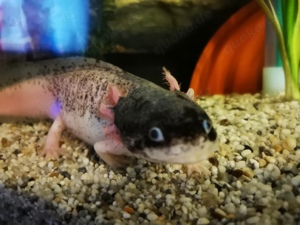 Axolotl abzugeben 