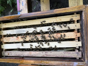 Bienenvölker  Ableger