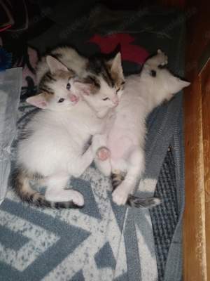 Katzen Babys 