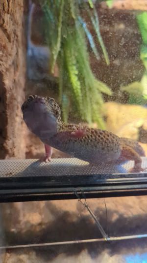 Leopard Gecko mit Zubehör 