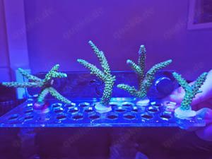 Acropora Enzmann Ableger- Koralle Meerwasser 