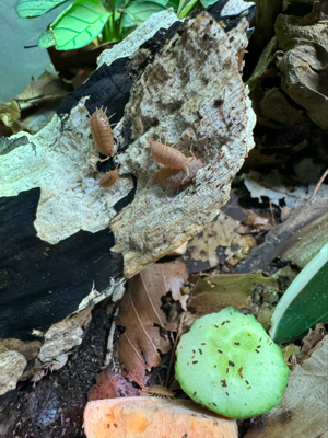 Porcellio laevis Orange