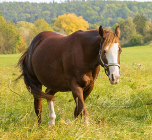 Quarter Horse Zuchtstute