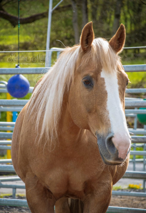 Quarter Horse Zuchtstute Wimpy