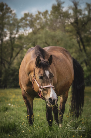 Quarter Horse Zuchtstute