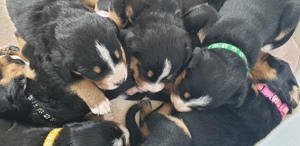 Appenzeller Sennenhund Welpen im schönen tricolor (Schwarz-Weiß-Braun) abgabebereit ab Juli