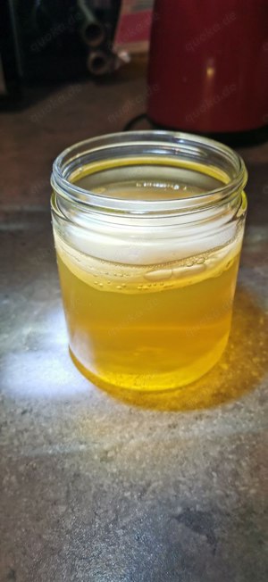 Kombucha Pilz