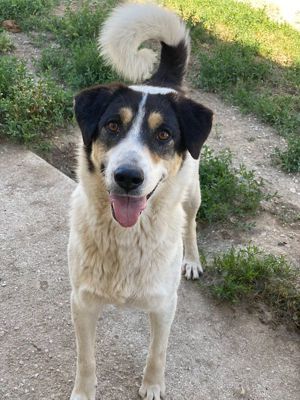 Fanny, geb. ca. 04 2021, lebt in GRIECHENLAND, im städt. Tierheim Serres Bild 6