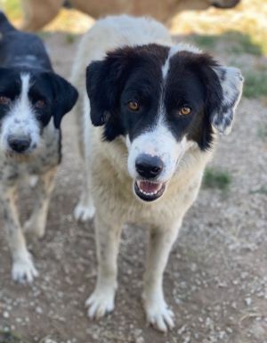 Harbin, geb. ca. 05 2022, lebt in GRIECHENLAND, im städt. Tierheim Serres Bild 4