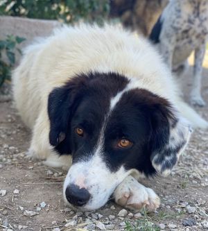 Harbin, geb. ca. 05 2022, lebt in GRIECHENLAND, im städt. Tierheim Serres Bild 3