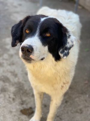Harbin, geb. ca. 05 2022, lebt in GRIECHENLAND, im städt. Tierheim Serres Bild 5