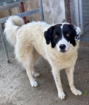 Harbin, geb. ca. 05 2022, lebt in GRIECHENLAND, im städt. Tierheim Serres Bild 6