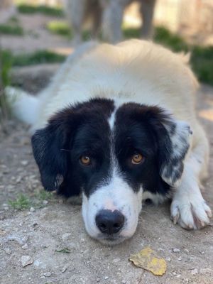 Harbin, geb. ca. 05 2022, lebt in GRIECHENLAND, im städt. Tierheim Serres Bild 10