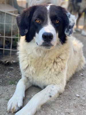 Harbin, geb. ca. 05 2022, lebt in GRIECHENLAND, im städt. Tierheim Serres Bild 9