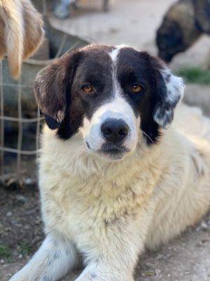 Harbin, geb. ca. 05 2022, lebt in GRIECHENLAND, im städt. Tierheim Serres Bild 2