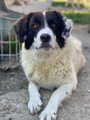 Harbin, geb. ca. 05 2022, lebt in GRIECHENLAND, im städt. Tierheim Serres Bild 8