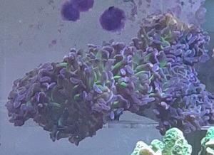 LPS Koralle Euphyllia paraancora Bicolor  Bild 2
