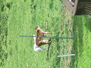 Zwerg  zebus weide Haltung  Bild 5