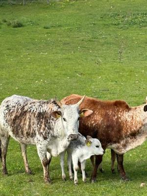 Zwerg  zebus weide Haltung  Bild 2