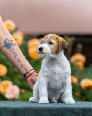 Jack Russel Terrier -Welpen zu verkaufen 