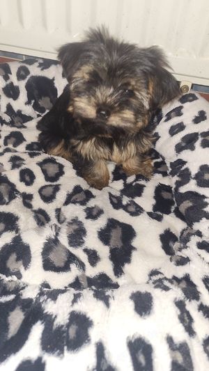 Yorkshire Terrier black&tan