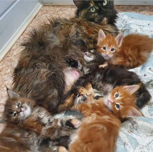 Maine Coon Babys