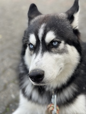 Siberian Husky sucht Zuhause!