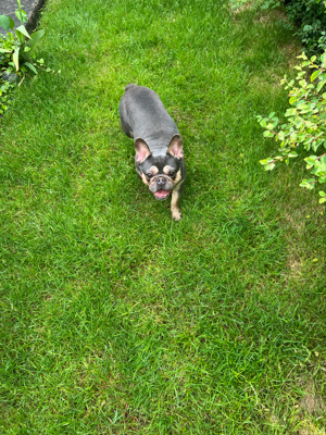 Französische Bulldogge Mädchen