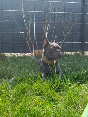 Deckrüde Französische Bulldogge Bild 4