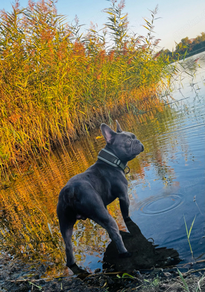 Deckrüde Französische Bulldogge Bild 5