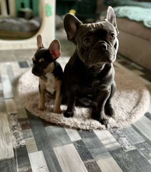 Deckrüde Französische Bulldogge Bild 6