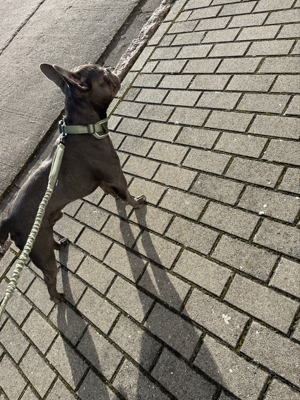 Deckrüde Französische Bulldogge Bild 7