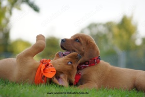 Wurfankündigung Labradorwelpen in foxred Labrador Welpen - Abgabe im November 24