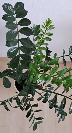 Zamioculcas Glücksfeder