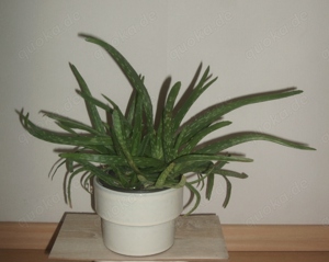 Aloe Vera Pflanze Bio im Keramikübertopf   12 cm, ca. 25 cm hoch
