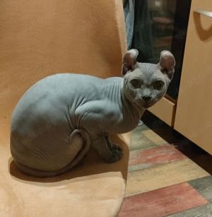 Dekkater Sphinx Elf