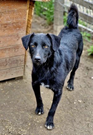 Chewie, ein fröhlicher junger Hund sucht seine Menschen