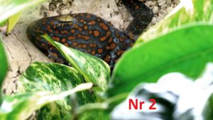 4.0 Gekko gecko, Tokeh Männchen, DNZ 2024 Bild 4