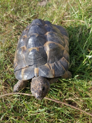 Maurische Landschildkröte