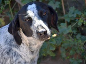 Flora sucht ihr Zuhause (noch auf Sardinien)